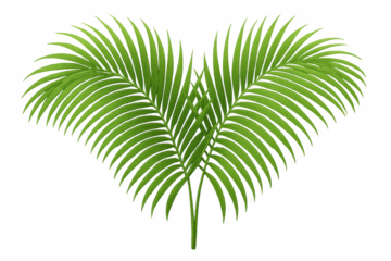 Palm frond creating heart shape, green tropical leaf, summer nature background element on transparent background