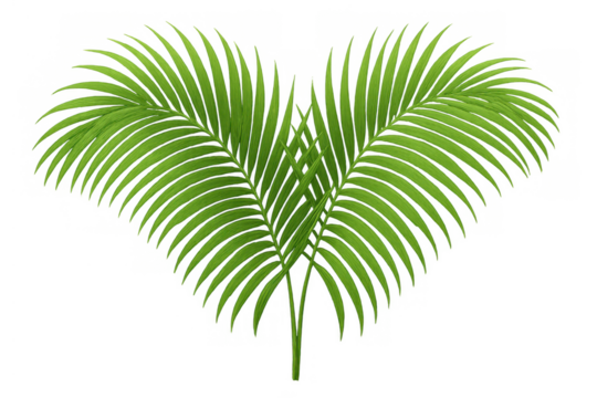 Palm frond creating heart shape, green tropical leaf, summer nature background element on transparent background - Powered by Adobe