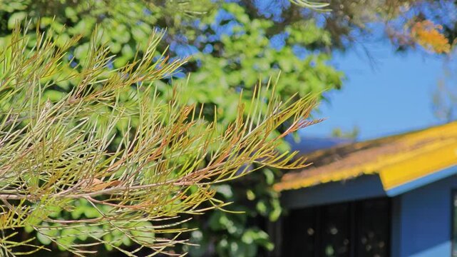 Grevillea, Spider Flower or  Silky oak.