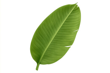 Fototapeta premium Banana leaf displaying vivid green coloring and ribbed texture, symbolizing tropical plants, natural beauty, and eco-friendly freshness