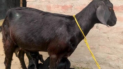 A domestic Nubian or Boer goat, scientifically known as Capra aegagrus hircus, is standing and nursing her newborn kid while the baby drinks milk from her.