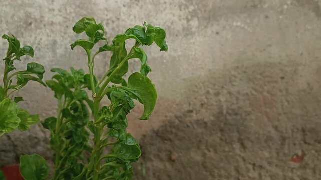 Vibrant Curly Brazilian Spinach (Alternanthera sissoo) on Rustic Concrete Wall Background