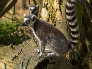 Fototapeta premium Maki Catta