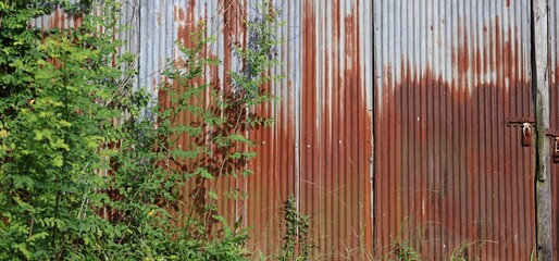 Artistic of old and rusty zinc sheet wall. Vintage style metal sheet roof texture. Pattern of old metal sheet. Rusting metal or siding. Corrosion of galvanized. Background and texture in retro concept