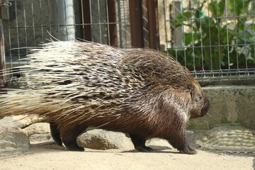 African Crested Porcupine Series – Porcupine Walking Side View