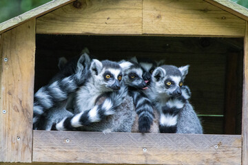 Maki Catta © Ludovic