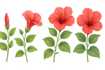 Red hibiscus flower illustration set showing different blooming stages, a tropical plant botanical drawing, transparent background