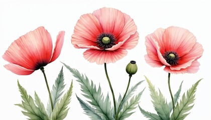 Watercolor painting of pink poppy flowers with green leaves, bud. Beautiful blooming plants isolated on white background. Botanical illustration of delicate spring floral design. Floral artwork for