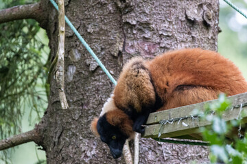 Maki Vari Roux © Ludovic