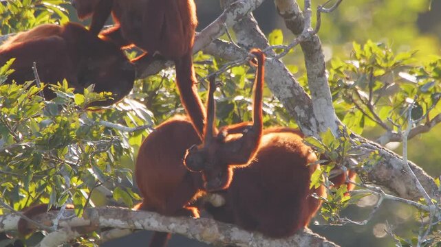 Baby Red Howler Monkey Playing in Canopy Branches with Mother&rsquo;s Tail Next to Family During Golden Hour in the amazon rainforest