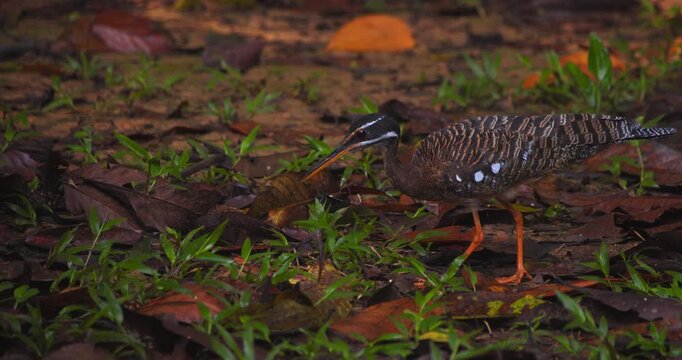Sunbittern forages among leaves and grass