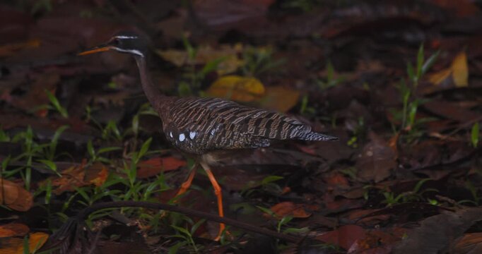 Sunbittern Walking on Rainforest Floor Showing Head Bobbing Behavior