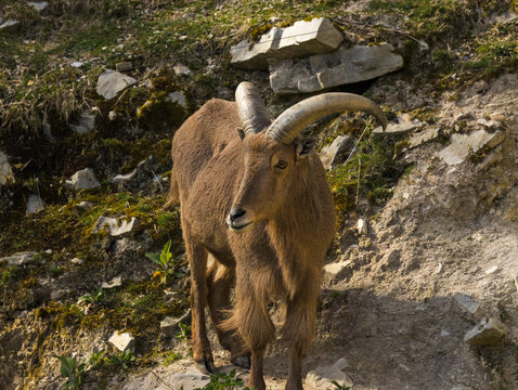 Mouflon &agrave; manchettes