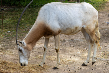 Fototapeta premium Oryx Algazelle