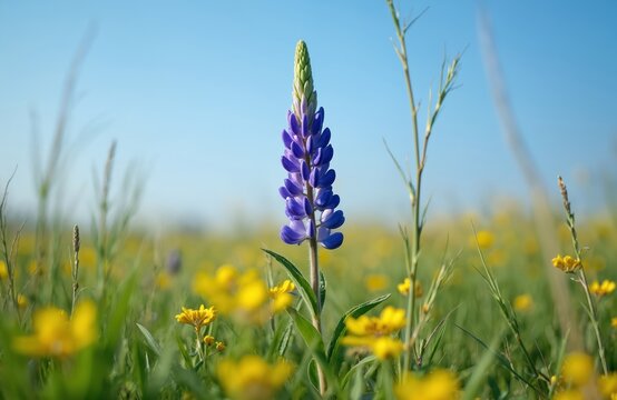 Tall purple lupin blooms stand out in yellow wildflower field under clear blue sky. Green grass and stems surround the blooming plant. Nature scene. - Powered by Adobe
