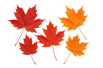 Autumn maple leaves falling, showing seasonal nature change, red and orange colors on transparent background
