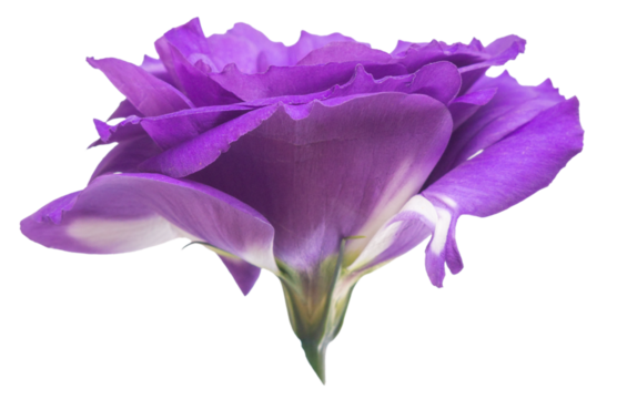 Isolated purple bud on a white background, side view