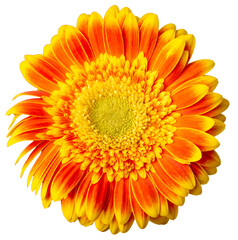 Isolated Astra on a white background