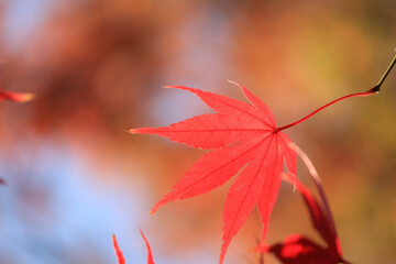紅葉　アップ　バックグラウンド