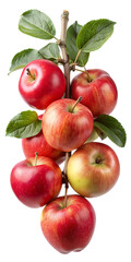 A cluster of red apples hanging on a branch with leaves against a black background in studio shot on transparent background