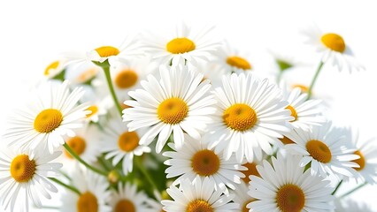Fototapeta premium A delicate arrangement of fresh daisies bathed in sunlight, evoking purity and natural beauty.