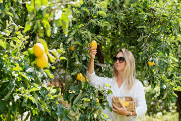 Portrait of cheerful woman picking ripe yellow lemons from tree while holding basket filled with citrus fruit. organic farming, healthy lifestyle, local produce, and sustainable agriculture.