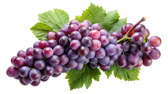 A vibrant bunch of purple grapes with green leaves isolated on a black background close up shot on transparent background