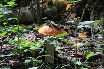mushroom in the forest