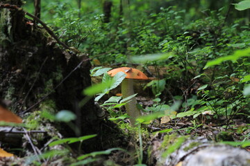 aspen mushroom in a summer forest