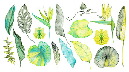 Watercolor collection of tropical leaves and flowers including monstera, strelitzia, and lotus. A bright botanical set for summer prints, jungle patterns, and natural design projects.