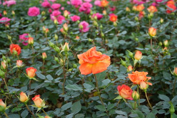 Fototapeta premium yellow rose