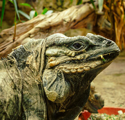 close up of iguana