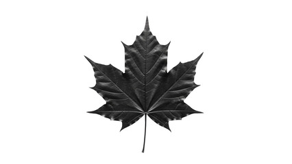 Detailed maple leaf PNG isolated on transparent background, monochrome botanical element for autumn designs and educational materials