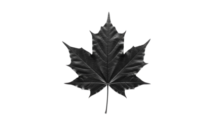 Detailed maple leaf PNG isolated on transparent background, monochrome botanical element for autumn designs and educational materials