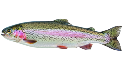 Rainbow trout isolated PNG on transparent background, freshwater fish with colorful iridescent stripe and black spots, popular game fish for angling