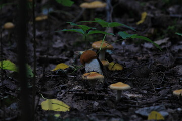 mushrooms in the forest