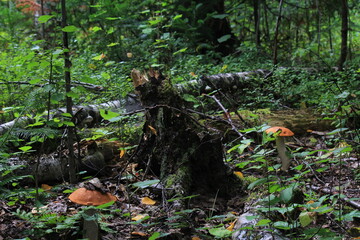 mushrooms in the forest