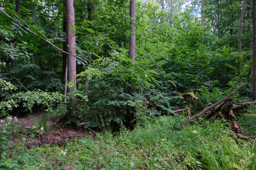 Dense mixed forest with lush understory and natural vegetation in summer light