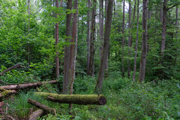 Dense mixed forest with lush understory and natural vegetation in summer light