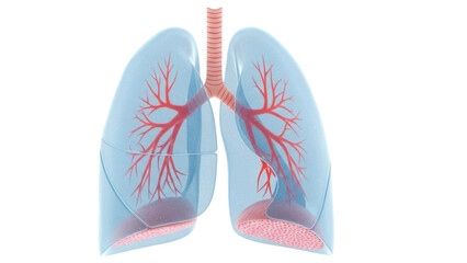 Human lungs anatomy PNG isolated on transparent background, respiratory system organ for medical and educational use