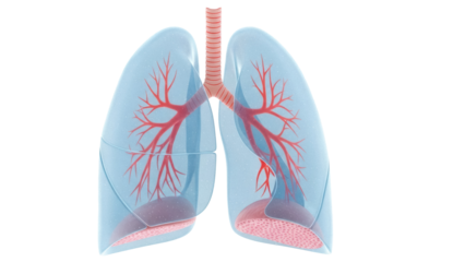 Human lungs anatomy PNG isolated on transparent background, respiratory system organ for medical and educational use