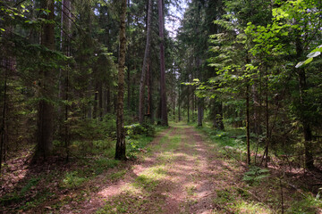 Dense mixed forest with lush understory and natural vegetation in summer light