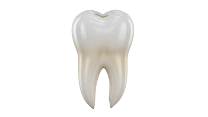 Realistic molar tooth isolated PNG, dental anatomy model for educational and medical use on transparent background