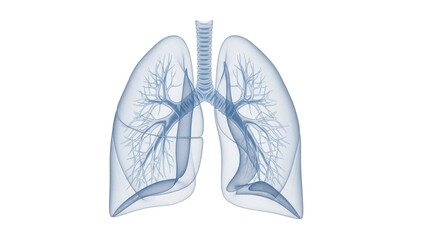 Human lungs anatomy PNG isolated on transparent background, detailed medical diagram of respiratory system for healthcare and education