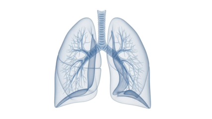 Human lungs anatomy PNG isolated on transparent background, detailed medical diagram of respiratory system for healthcare and education