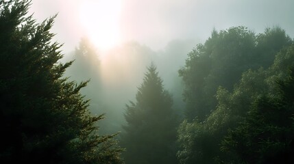 Misty forest scene with sunlight rays breaking through dense trees creating a serene and atmospheric natural landscape