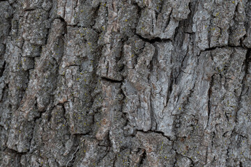 Textured photo of tree bark for background use