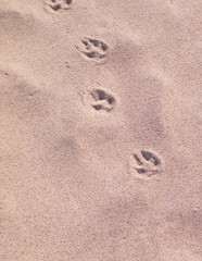 Cat or fox paw prints on beach or desert.