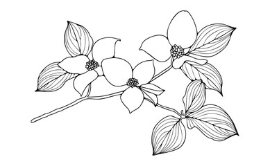 Dogwood branch with leaves and flowers outline isolated on white background. Hand drawn floral illustration © Лилия Агапова