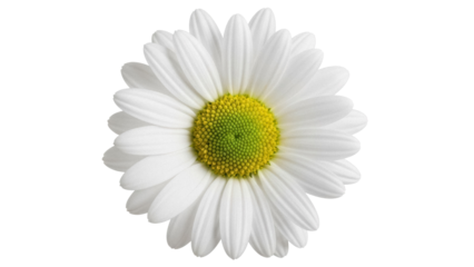Beautiful daisy flower isolated PNG on transparent background, fresh spring blossom with white petals and yellow center for design elements